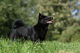 SCHIPPERKE 704